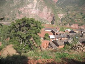 橫山井村村民種植的林木