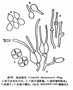 海南銀耳