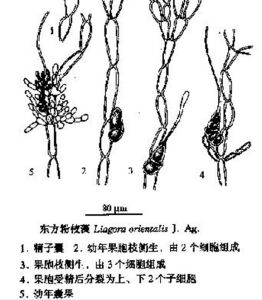 東方粉枝藻