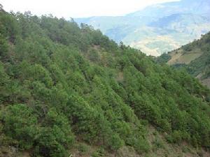 決波卓村生態山林