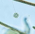 四角盤星藻