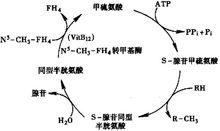 甲硫氨酸循環