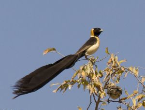 北維達鳥