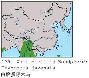 白腹黑啄木鳥