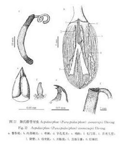 斯氏盾管星蟲