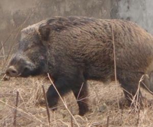 特種野豬