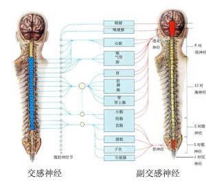 交感神經系統