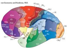 von Economo and Koskinas 1925