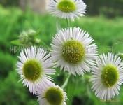 小白菊提取物 小白菊提取物