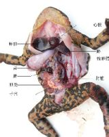 蟾蜍膽解剖圖