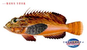 南方副獅子魚