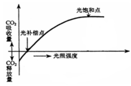 光補償點