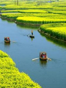 羅平油菜花海