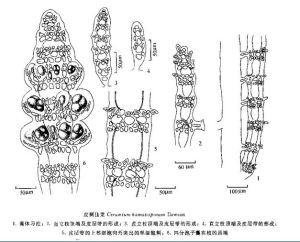 皮刺仙菜