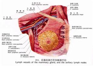 胸腺