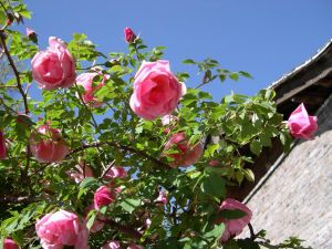 薔薇科薔薇屬植物