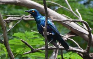 藍耳麗椋鳥西非亞種