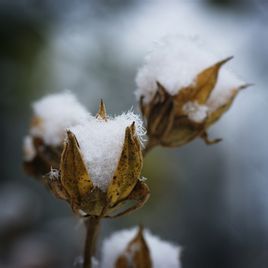 棉花價格