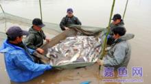 水產養殖