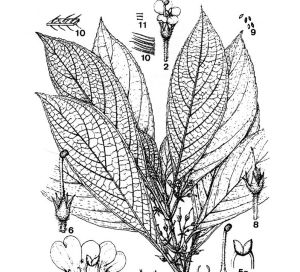 盾座苣苔屬