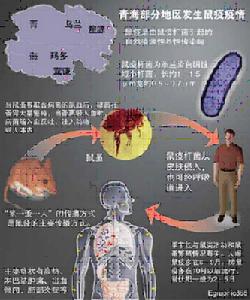 2004年10月因農牧民剝食旱獺所致海鼠疫暴發，地理位置和疾病傳播示意圖