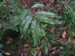 倒卵葉魚骨木(變種) 倒卵葉魚骨木(變種)