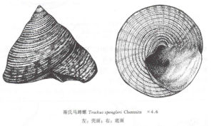 斯氏馬蹄螺