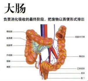 大腸濕熱