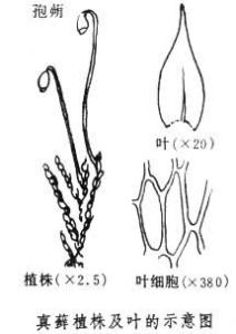 真蘚目