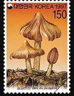 Inocybe fastigiata (Schaeff.) Quel.