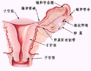 頭孢塞肟四唑