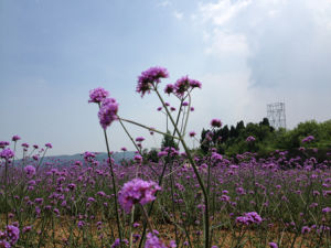 龍集山