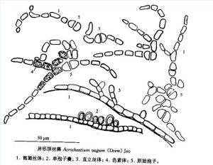 異形頂絲藻