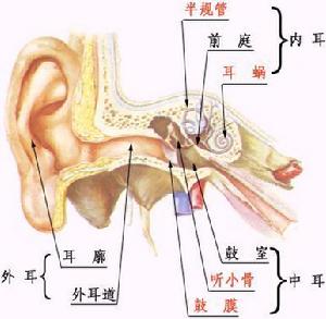 （圖）人類耳朵構造
