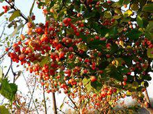 冬紅北海道黃楊