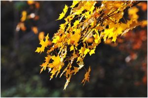 香山紅葉