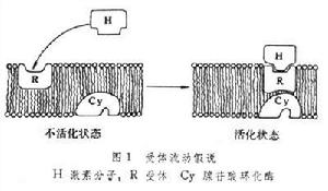 細胞膜受體