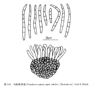 烏桕假尾孢