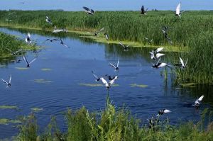 天津七裏海興海湖鳥類保護區