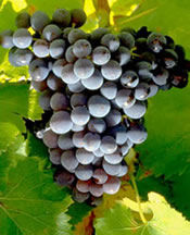 Grenache