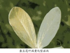 蠶豆花葉病