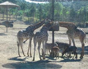 瀋陽森林野生動物園