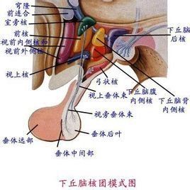 視上核