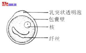 阿米巴原蟲病