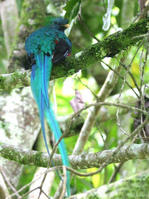 Resplendent quetzal