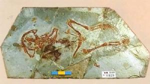 圖片1·三燕麗蟾化石