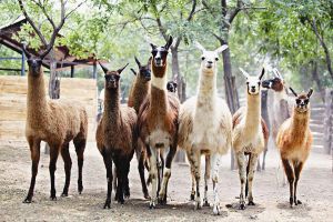 太原動物園