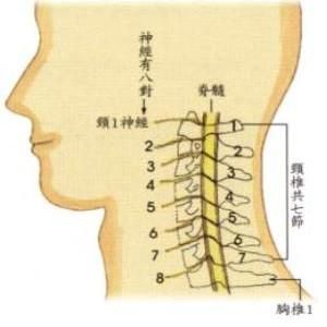 鉤椎關節紊亂