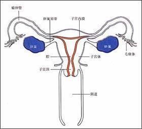 性交出血