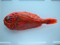 橙連鰭鮭